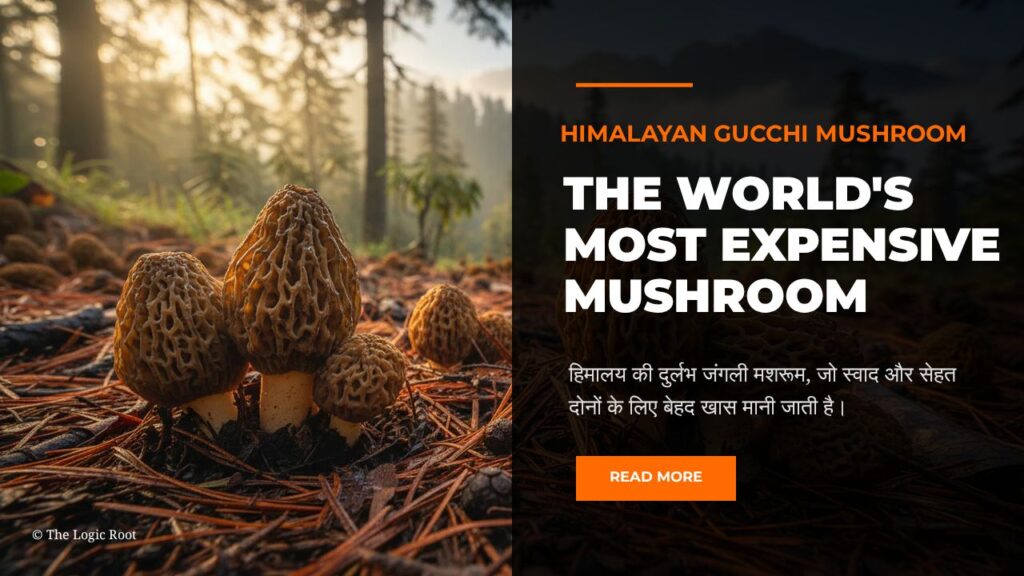 Himalayan Gucchi Mushroom growing naturally in Himalayan forest – world’s most expensive wild mushroom
