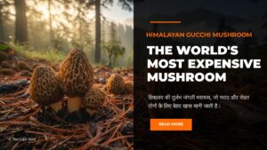 Himalayan Gucchi Mushroom growing naturally in Himalayan forest – world’s most expensive wild mushroom