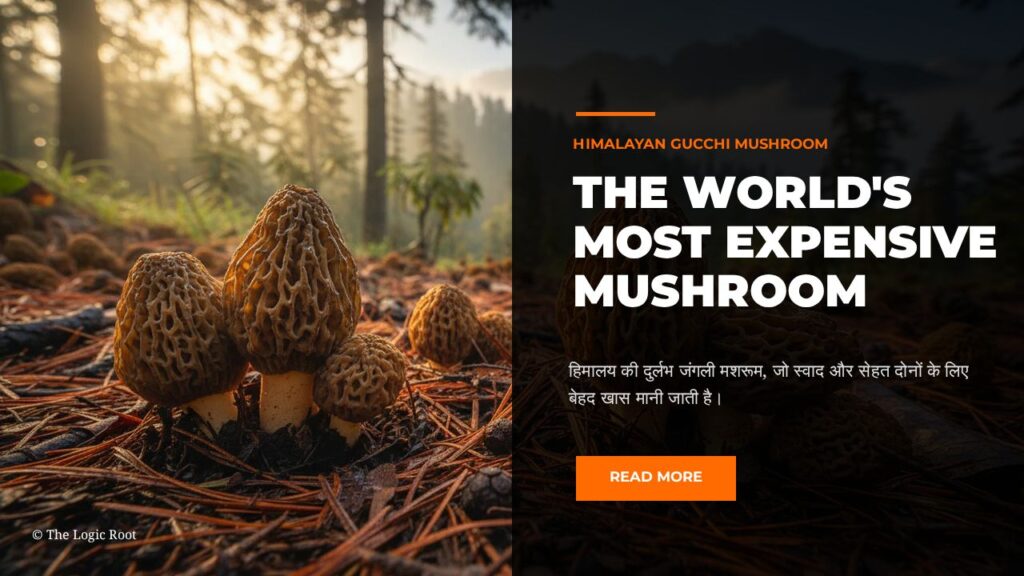 Himalayan Gucchi Mushroom growing naturally in Himalayan forest – world’s most expensive wild mushroom